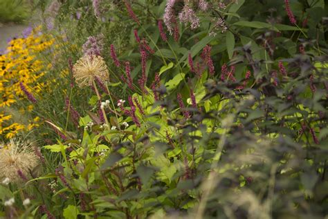 Persicaria Golden Arrow Scott Weber Flickr