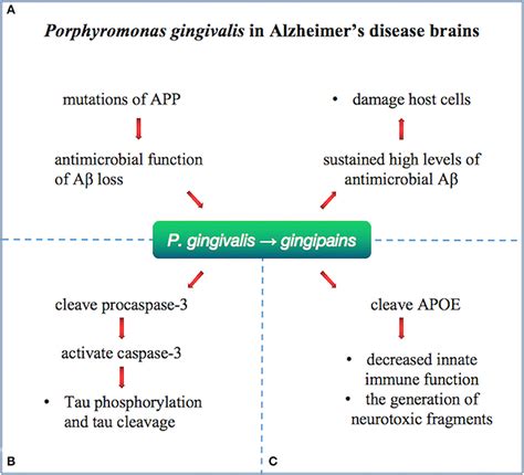 Frontiers New Insights Into The Pathogenesis Of Alzheimers Disease