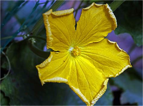 Luffa aegyptiaca - Изображение особи - Плантариум