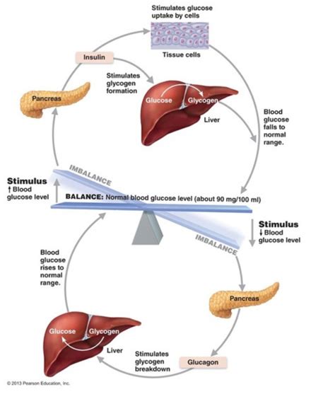 Solved In the negative feedback mechanism regulating blood | Chegg.com