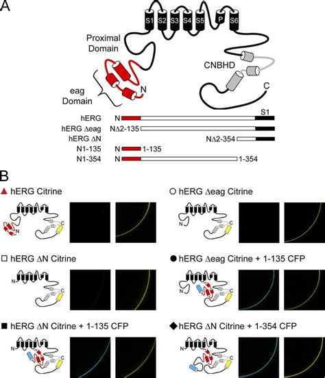 Herg Channel Schematic And Confirmation Of Construct Expression A