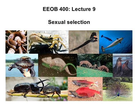 Sexual Selection Example