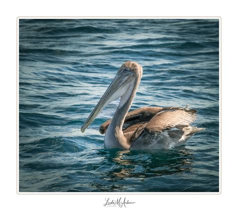 San Salvadorsantiago Galapagos Immature Brown Pelican Of Flickr