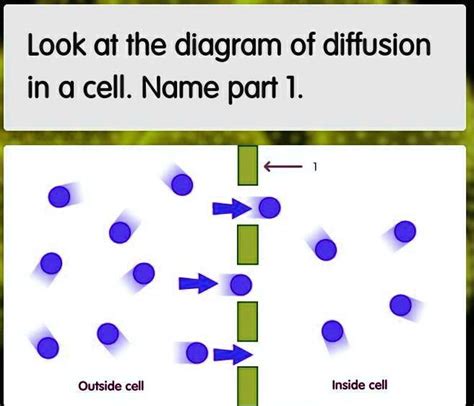 Look at the diagram of diffusion in a cell. Name part 1.