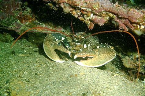 Lobster Nephropidae Incredible Facts A Z Animals