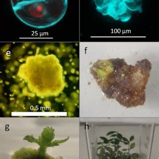 PDF Protoplast To Plant Regeneration Of American Elm Ulmus Americana