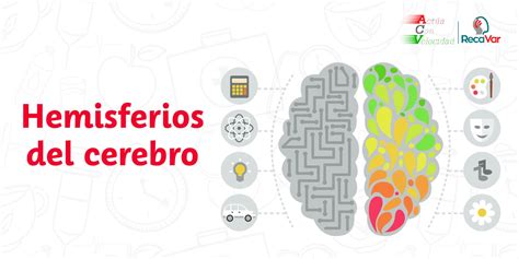 Diagrama Del Lado Izquierdo Del Cerebro