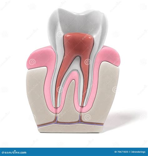 Endodontics Root Canal Procedure Stock Illustration Illustration Of