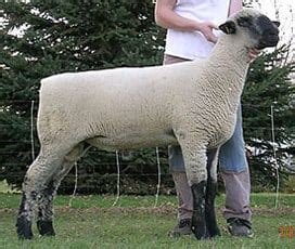 Hampshire Sheep Breed Information, History & Facts - RaisingSheep.net