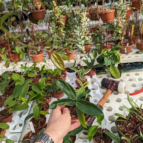 Hoya Vangviengiensis Uhlig Kakteen Ber Verschiedene Arten