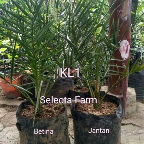 Jual Paket Sepasang Kurma Kl Jantan Dan Indukan Tanaman Kurma Di Lapak