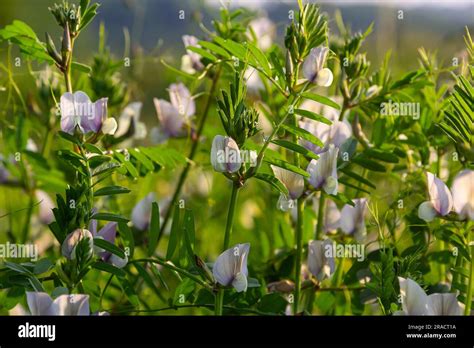 A large yellow vetch or big flower vetch. Vicia grandiflora. Wild plant ...