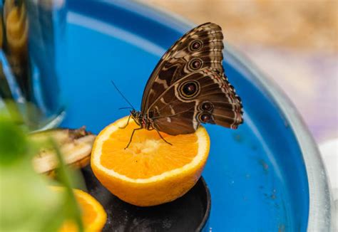 O Que Mariposa Come - Plato Mariposa Fruta Comiendo - Banco de fotos e imágenes de stock - iStock