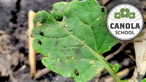 Canola School Staying Vigilant For Flea Beetles With Slow Crop Growth