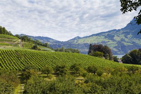 Spiez Vineyards, Switzerland Stock Image - Image of orchard, hillside: 22497253