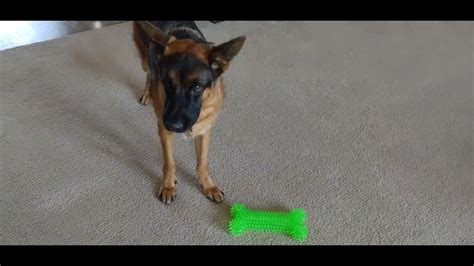 Gsd Barney Crying At His New Mega Bone Youtube