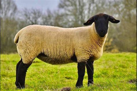 3 Pedigree Suffolk Breeding Rams Lambs Shearlings Ewes