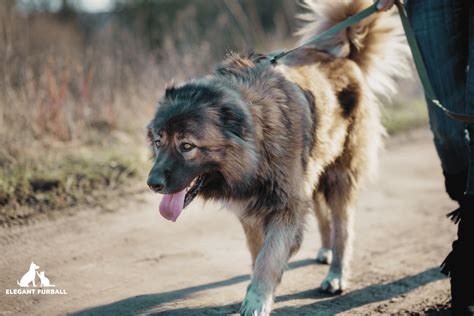 Turkish Boz Shepherd Dog Breed Information | Elegant Furball