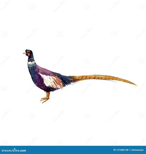 Watercolor Pheasant Vector Illustration Stock Vector Illustration Of