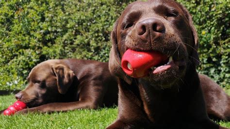 how to clean kong toy