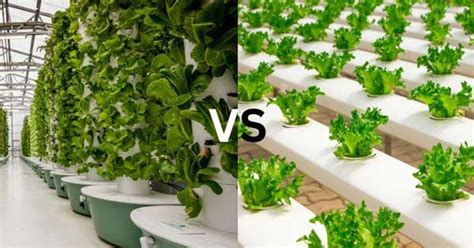 Aeroponics Vs Hydroponics Which Method Is Right For You