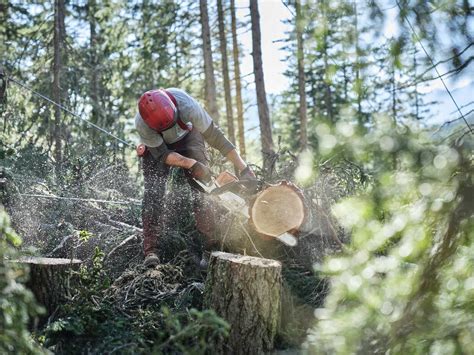 Junger Holzf Ller Beim F Llen Eines Baumes Mit Einer Hands Ge Im Wald