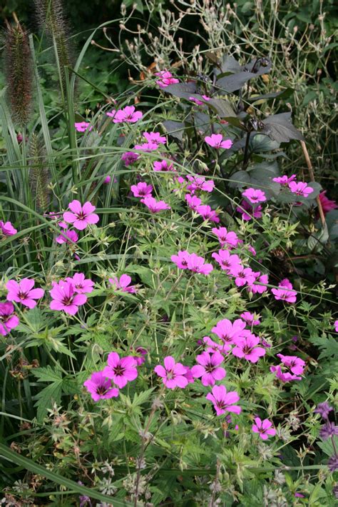 Geranium psilostemon ‚Patricia‘ – Fehrle Stauden