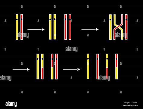 Method of crossing over the chromosomes hi-res stock photography and ...