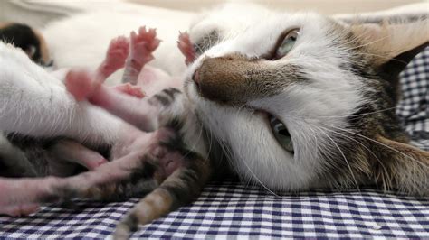 Mom Cat and Sweet Baby Kitties 1626746 Stock Video at Vecteezy