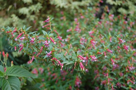 Photo 29045 Cuphea Starfire Pink Plant Lust