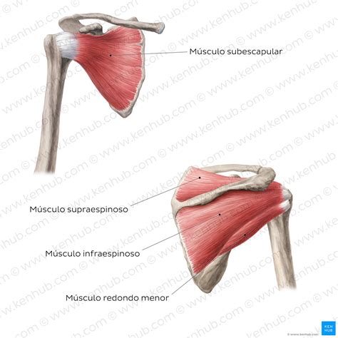 Músculos Del Hombro Anatomía Y Funciones Kenhub