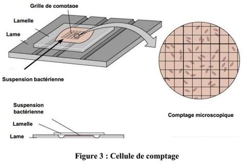 Croissance Bact Rienne Flashcards Quizlet