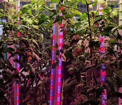 indoor plants full spectrum led grow light for tomatoes