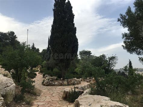 Garden on Mount of Olives during Sunrise in Israel. Stock Image - Image of jesus, israel: 275808613