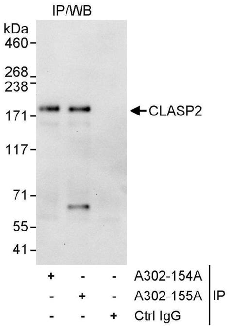 Clasp2 Polyclonal Antibody A302 154a T