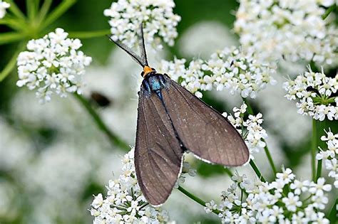 Virginia Ctenuchid Moth Ctenucha Virginica Flickr