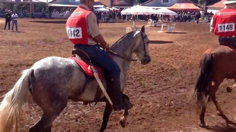 36 EXPOSIÇÃO NACIONAL DO MANGALARGA MARCHADOR 2017 EGUA PICADA YouTube