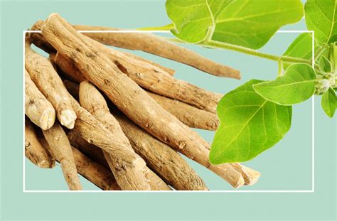 Six Important Medicinal Properties Of Ashwagandha Food Hyme