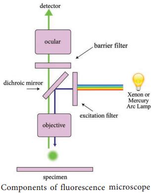 Fluorescence Microscope Explained