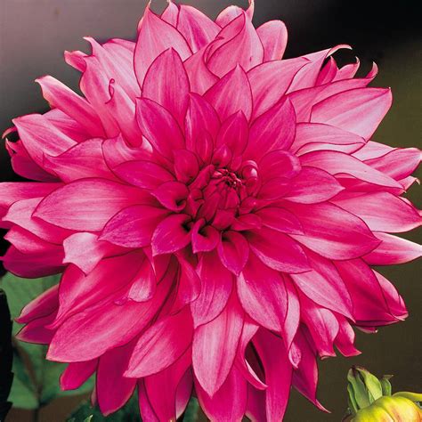 Dahlia Emory Paul Van Meuwen