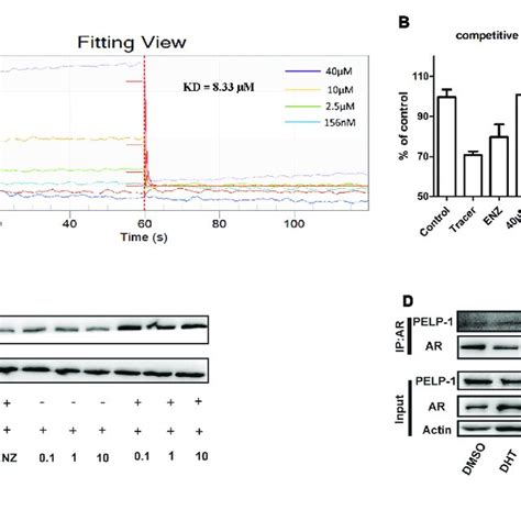 Imb A6 Efficiently Inhibits Dht Induced Ar Nuclear Translocation