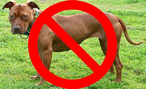 pit bulls  banned top  pros  cons