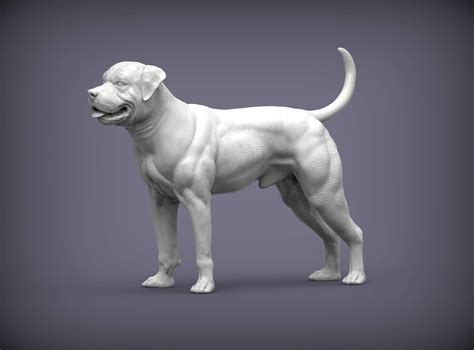 American Bulldog 3d Print Model By Alexander3dart