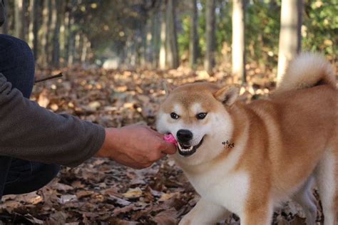 到底是谁搅乱了柴犬市场价格？为什么柴犬价格差这么多？ 哔哩哔哩