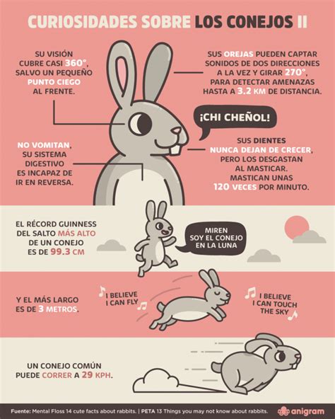 Infograf A De Conejo Conejitos Como Mascotas Conejo Domestico