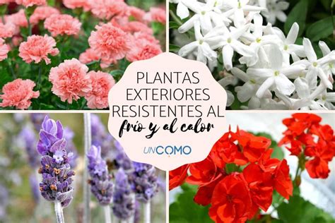 C Mo Elegir Plantas De Exterior Que Resisten Fr O Y Calor Ser Ecol Gico