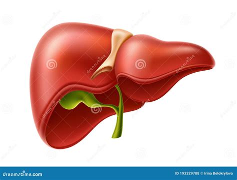 Vector Human Liver Anatomy Structure 3d Icon Stock Vector Illustration Of Gall Digestive