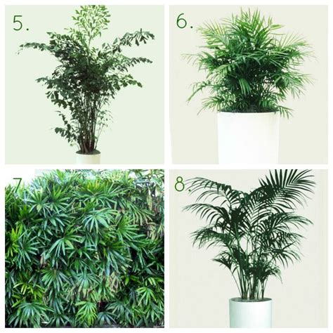 Full Shade Plants Indoor - Mbi Garden Plant