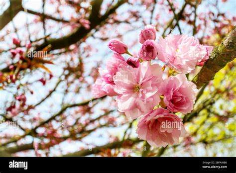 Primo Piano Della Fioritura Dei Ciliegi Sakura Su Un Albero Di