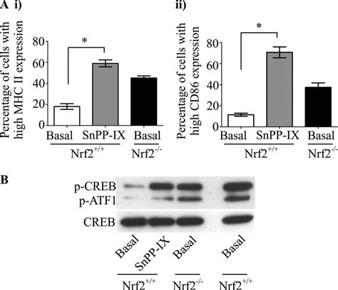 Ho 1 Activity Modulates Dc Phenotype And Crebatf Phosphorylation